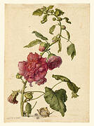 A Hollyhock