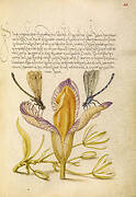 Damselflies, Spanish Iris, and Star-of-Bethlehem