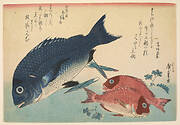 Woodblock print from the Large Fish Series: Kurodai: Black seabream (Acanthopagrus schlegeli) and Akadai: Red seabream or golden tai