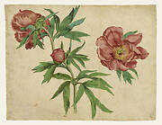 Studies of Peonies