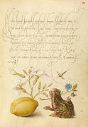 Gillyflower, Insect, Germander, Almond, and Frog