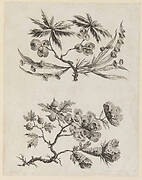 Flower Boughs from, "Recueil de Fleurs Chinois"