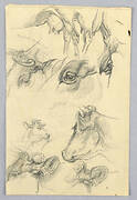 Studies of Cows