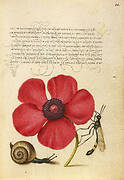 Terrestrial Mollusk, Poppy Anemone, and Crane Fly