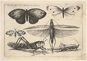 Six insects