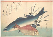 魚づくし　いなだ　ふぐに梅|Suzuki and Kinmedai Fish from the series Uozukushi (Every Variety of Fish)