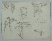 Sketches from the Rio Magdalena, Colombia: Leaf Boughs, Vine Stems, Guacamaya Tree Top, Bush and Tree Group, White Bird , and a Plant Detail