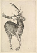 Stag