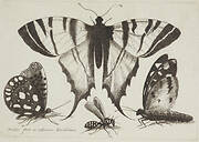 Muscarum scarabeorum ... varie figure. Plate 7. Two butterflies, a wasp and a moth