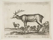 Plate 16: stag, from 'Various animals' (Diversi animali)