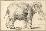 An Elephant, 1637