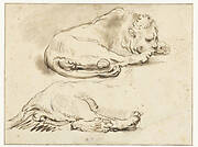 Lion at Rest and Sketch of its Hind Quarters