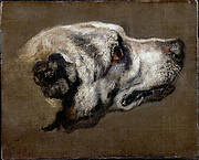 Head of a Hound