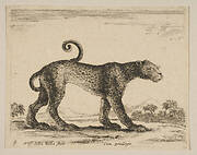 Plate 9: leopard, from 'Various animals' (Diversi animali)