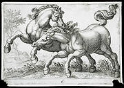 Two Horses Fighting