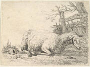 A sheep lying with its legs folded underneath its body next to a wooden fence, the sheep in profile view