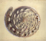 Shell: a spiral