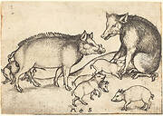 Family of Pigs