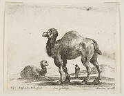 Plate 17: camels, from 'Various animals' (Diversi animali)