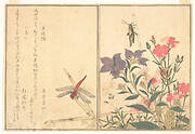 『画本虫撰』「赤蜻蛉」「いなこ」|Red Dragonfly (Akatonbo); Locust (Inago), from the Picture Book of Crawling Creatures (Ehon mushi erami)