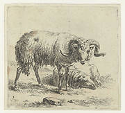 Ram en schaap