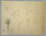 Spanish Bayonet with a Tree and Five other Plant Studies, Jamaica