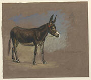 Study. A mule