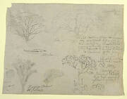 Series of Botanical Studies including an Alligator and a Monstrous Tree, seen from the Rio Magdalena, Colombia