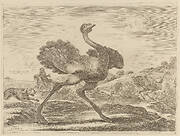 Ostrich Hunt