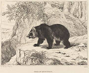 Mississippi Bear