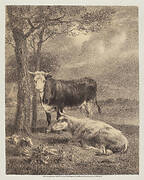 Cattle Ruminating