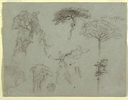 Studies of Trees, Ecuador