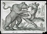 A Bear Fighting a Tiger