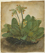 Tuft of Cowslips