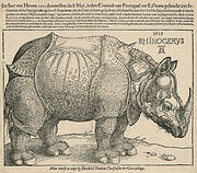 The Rhinoceros