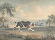 The Spanish Pointer