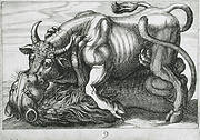 A Bull Fighting a Lion