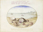 Seashells and view of Cadiz