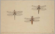 Three Dragonflies