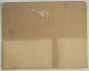 Studies of Sheep, Ecuador or Colombia