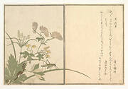 『画本虫撰』   「馬追虫」「むかて」|Katydid (Umaoi-mushi); Centipede, (Mukade), from the Picture Book of Crawling Creatures (Ehon mushi erami)