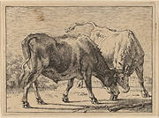 Two Oxen Fighting