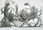 Two Bulls Fighting