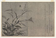 『画本虫撰』   「松虫」「虫蛍」|Tree cricket (Matsumushi); Firefly (Hotaru), from the Picture Book of Crawling Creatures (Ehon mushi erami)