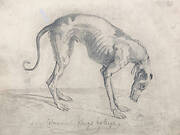 A Starved Greyhound