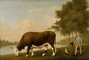 The Lincolnshire Ox