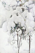 Snow-Covered Pine Saplings