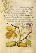 Insect, Daffodil, European Columbine, and English Oak Acorns