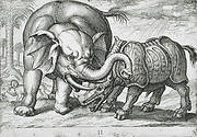 A Rhinoceros Fighting an Elephant