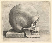 Skull in profile to right